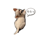 スムースチワワの百花 第2弾（個別スタンプ：5）