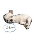 スムースチワワの百花 第2弾（個別スタンプ：11）