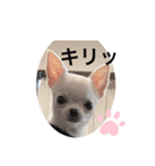 スムースチワワの百花 第2弾（個別スタンプ：13）
