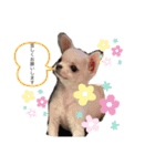 スムースチワワの百花 第2弾（個別スタンプ：17）