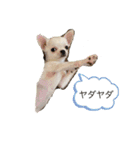 スムースチワワの百花 第2弾（個別スタンプ：23）
