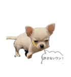 スムースチワワの百花 第2弾（個別スタンプ：27）