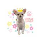 スムースチワワの百花 第2弾（個別スタンプ：30）