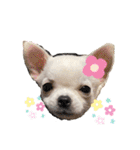 スムースチワワの百花 第2弾（個別スタンプ：38）