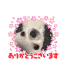 スムースチワワの百花 第2弾（個別スタンプ：40）