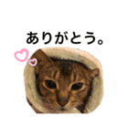 りんくんスタンプだにゃん（個別スタンプ：4）