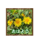 お花で始まる一日（個別スタンプ：5）
