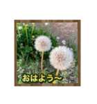お花で始まる一日（個別スタンプ：6）