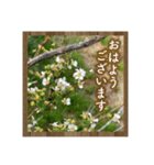 お花で始まる一日（個別スタンプ：7）