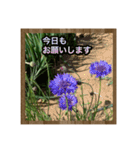 お花で始まる一日（個別スタンプ：9）