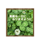 お花で始まる一日（個別スタンプ：11）