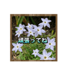 お花で始まる一日（個別スタンプ：15）