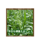 お花で始まる一日（個別スタンプ：16）