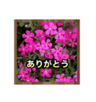 お花で始まる一日（個別スタンプ：19）