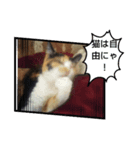 三毛猫のねねちゃんスタンプ3（個別スタンプ：8）