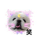 ペキニーズのマロン②（個別スタンプ：1）