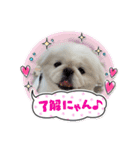 ペキニーズのマロン②（個別スタンプ：2）
