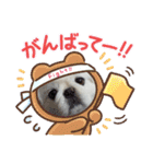ペキニーズのマロン②（個別スタンプ：6）