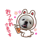 ペキニーズのマロン②（個別スタンプ：11）