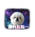 ペキニーズのマロン②（個別スタンプ：12）