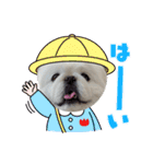 ペキニーズのマロン②（個別スタンプ：15）