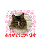 ネコのマイキー3（個別スタンプ：4）