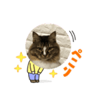 ネコのマイキー3（個別スタンプ：6）