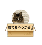 ネコのマイキー3（個別スタンプ：8）