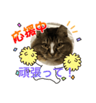 ネコのマイキー3（個別スタンプ：12）
