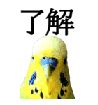 インコの王子様 BIG（個別スタンプ：2）