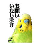 インコの王子様 BIG（個別スタンプ：6）