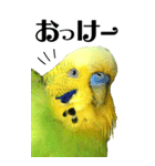 インコの王子様 BIG（個別スタンプ：9）