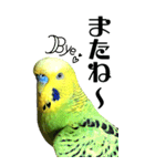 インコの王子様 BIG（個別スタンプ：12）