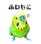 インコの王子様 BIG（個別スタンプ：13）