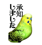 インコの王子様 BIG（個別スタンプ：15）