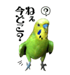 インコの王子様 BIG（個別スタンプ：21）