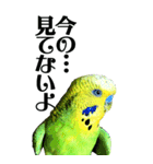 インコの王子様 BIG（個別スタンプ：31）