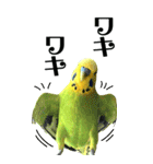 インコの王子様 BIG（個別スタンプ：36）