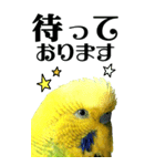 インコの王子様 BIG（個別スタンプ：38）