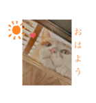 にこにゃんpart2（個別スタンプ：1）