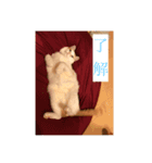 にこにゃんpart2（個別スタンプ：3）