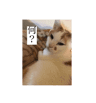 にこにゃんpart2（個別スタンプ：4）