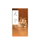 にこにゃんpart2（個別スタンプ：6）