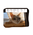 にこにゃんpart2（個別スタンプ：7）