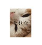 にこにゃんpart2（個別スタンプ：11）