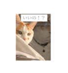にこにゃんpart2（個別スタンプ：12）