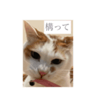 にこにゃんpart2（個別スタンプ：16）