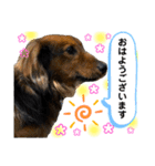チョコ＆くるみ 可愛いダックスフント（個別スタンプ：1）