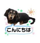 チョコ＆くるみ 可愛いダックスフント（個別スタンプ：2）