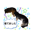 チョコ＆くるみ 可愛いダックスフント（個別スタンプ：6）